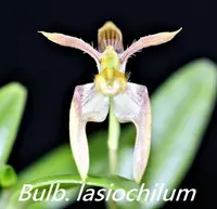Bulb. lasiochilum x sib 'F2' x 'F1') (BU21) ( - - Bulbophyllum ) Bulb.=Bulbophyllum