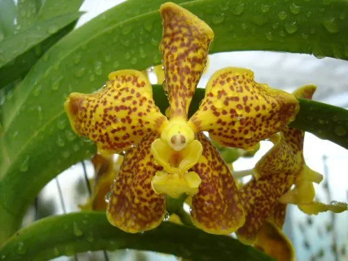 Ascocenda LEMMON SPOT
