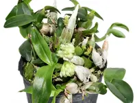 Dendrobium constrictum