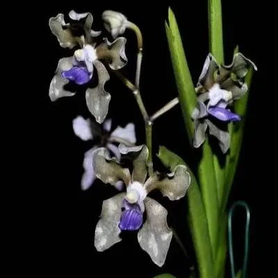 Vanda tessellata blue sp (Vanda)