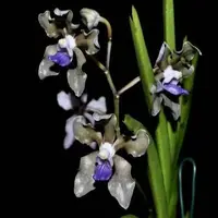 Vanda tessellata blue sp.