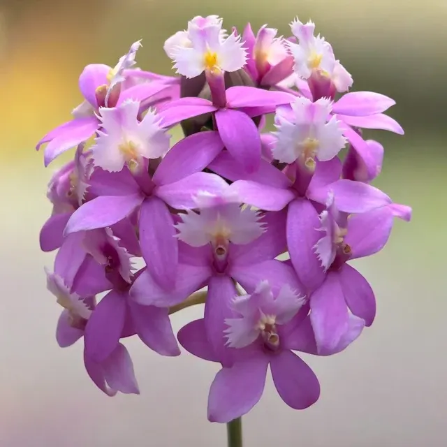Epidendrum radicans 'Dark Pink'