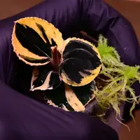 Anoectochilus 'Black Swan' Variegated Jewel Orchid