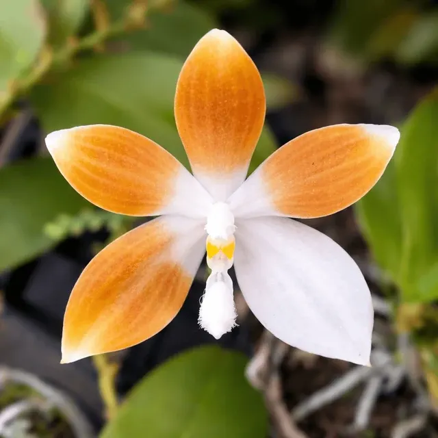 Phalaenopsis tetraspis var coffee parfumata
