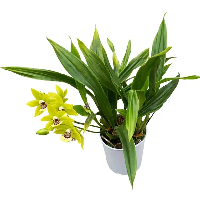 Promadisanthus HibeKi