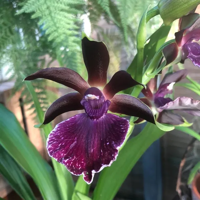 Zygopetalum Hans 22
