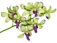 Dendrobium Chaisri Gold 1