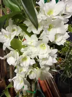 Den. Spring Dream 'Apollon' orchid mild fragrance — Not Currently In Bloom or Spike