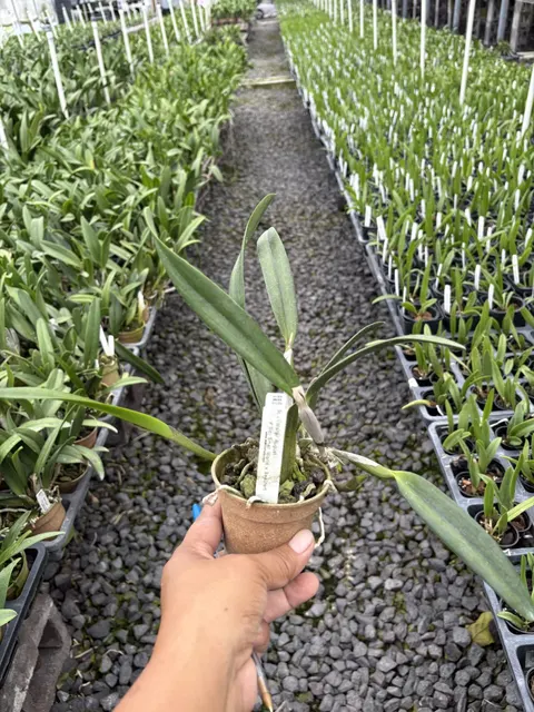Brassocattleya Shirley Clark (Brassocattleya)