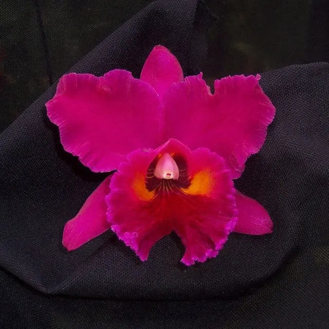 Brassolaeliocattleya Edisto Newberry (Brassolaeliocattleya)