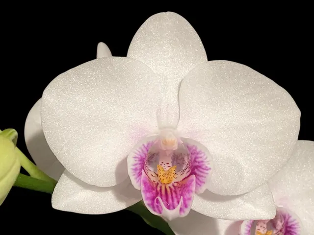 Phalaenopsis Younghome Ray