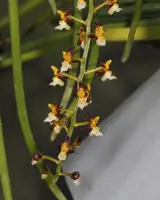 Cleisostoma fuerstenbergianum
