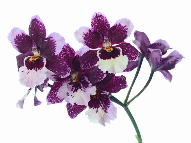 Cyrtoniopsis Amethyst Gem 'Lavender Lou'