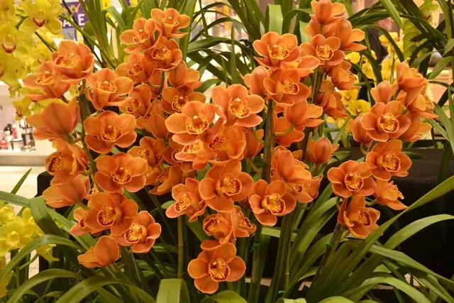 Cymbidium Foxfire Amber X Cym. Roger Roger 'Dural'