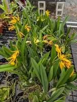 Bsn. Bill Worsley | BS | 4" pot