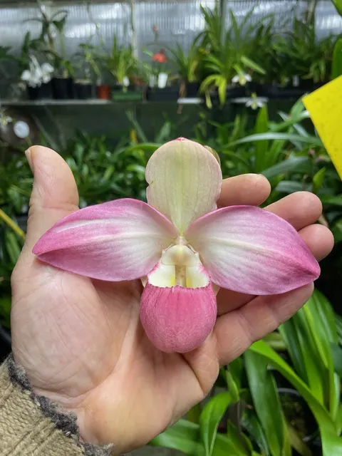 Phragmipedium Suzanne Decker “Elite’s 1st” (Phragmipedium)