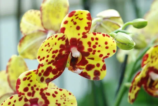 Phalaenopsis Diamond Beauty