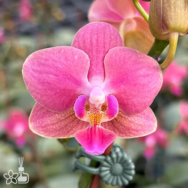 Phalaenopsis Ron-E Glamor '3252' (Phalaenopsis)