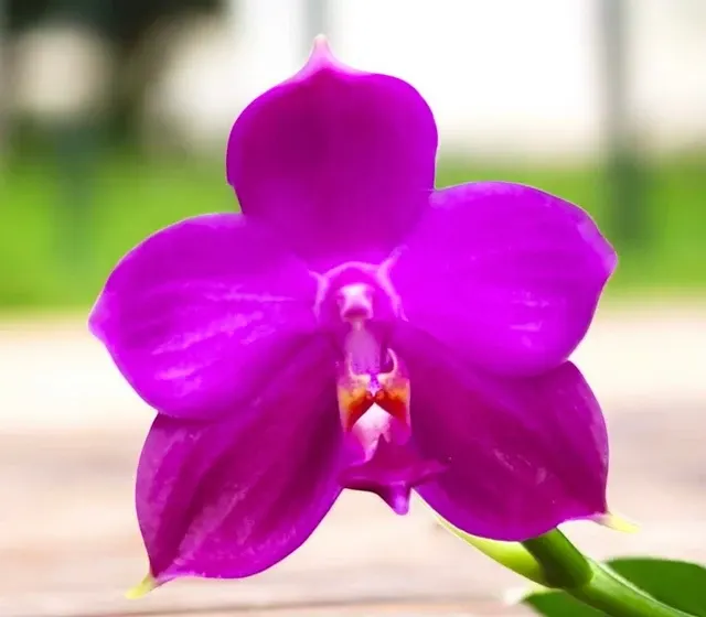 Phalaenopsis Yaphon Red Ice - Parfumata