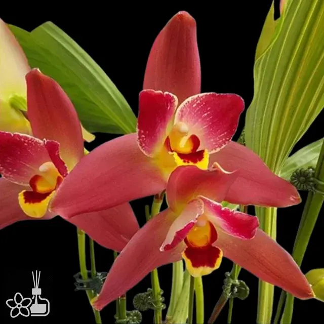 Lycaste Red Jewel