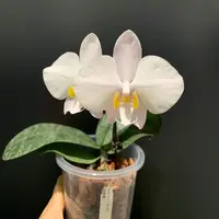 Phalaenopsis philippinensis