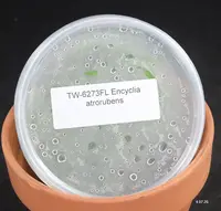 FLASK Encyclia atrorubens