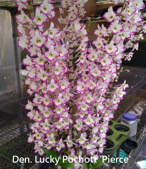 Dendrobium Lucky Pochott 'Pierce'