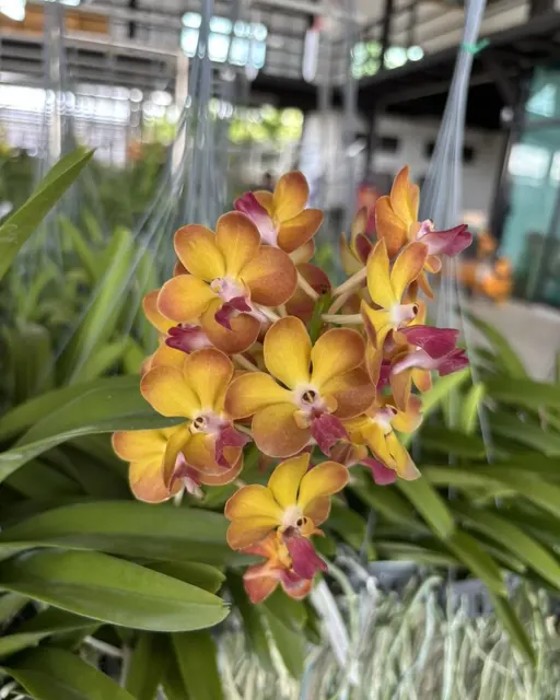 Aeridovanda Suwannaphum Sunshine (Aeridovanda)