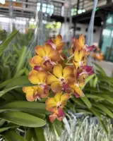 Aeridovanda Suwannaphum Sunshine (red lip)