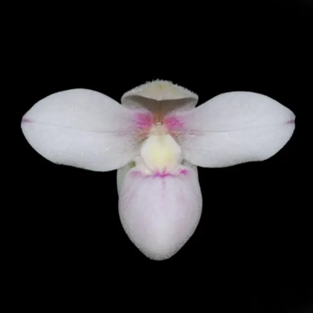 Phragmipedium anguloi