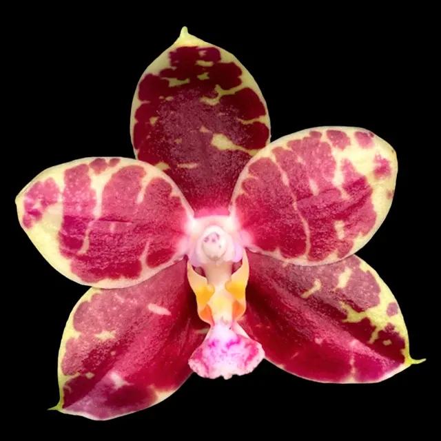 Phalaenopsis Hannover Passion Flori Parfumate