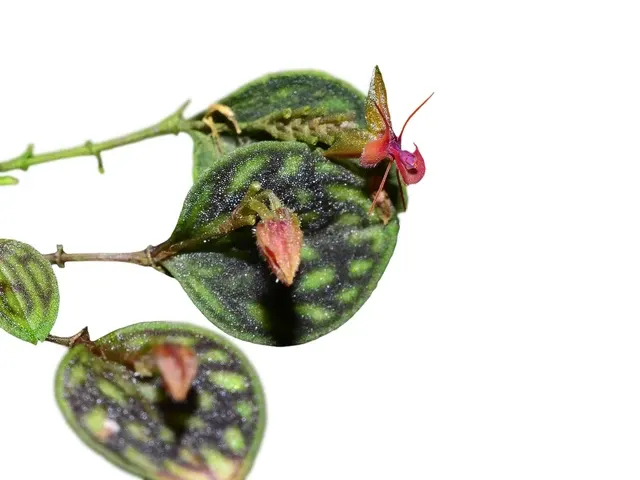 Lepanthes barbelifera (Lepanthes)