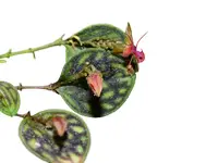 Lepanthes barbelifera