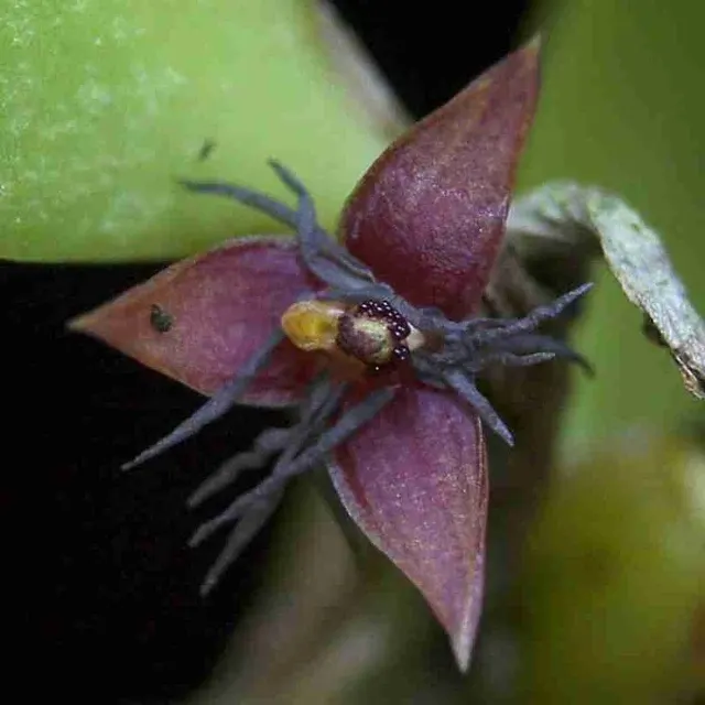Bulbophyllum haniffii sp