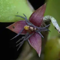 Bulbophyllum haniffii sp.