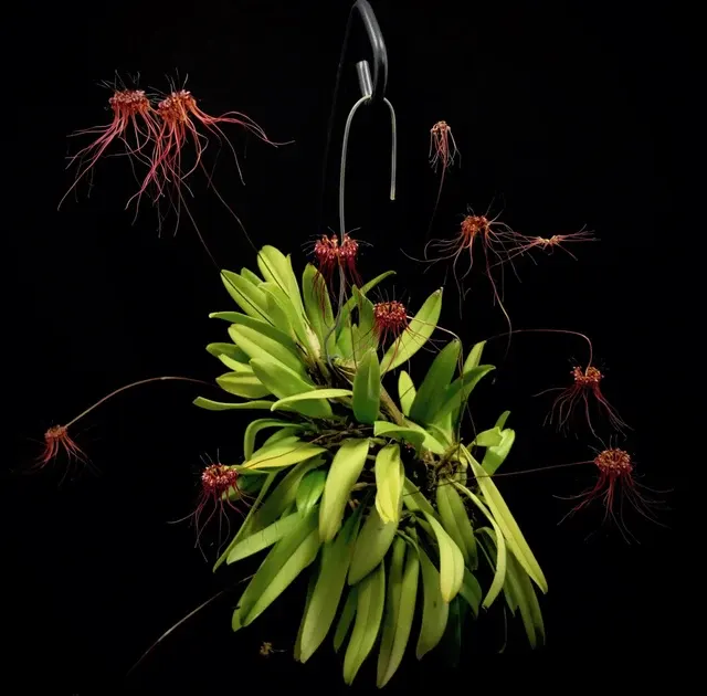 Bulbophyllum gracillimum 'Big'