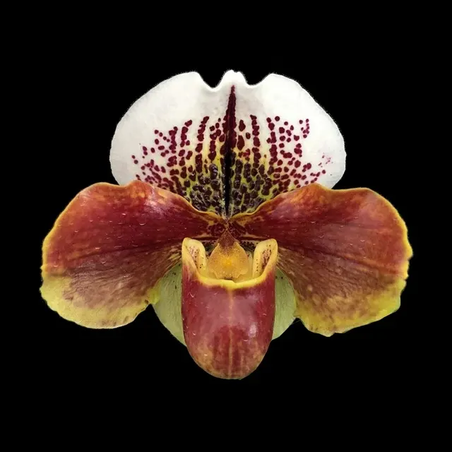 Paphiopedilum Enzan Kitty