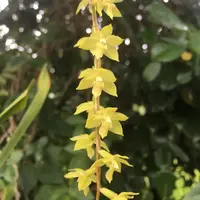 Dendrochilum uncatum