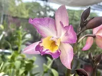 Iwanagara Appleblossom (S)