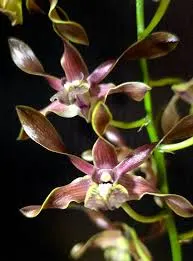 Dendrobium Greg Scott x Kaipu (Dendrobium)