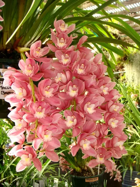 Cymbidium Maluka 'Baby Pink'