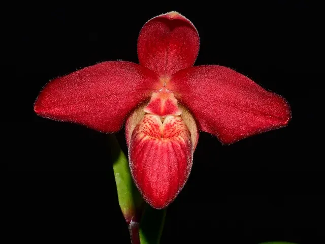 Phragmipedium Jason Fischer (Phragmipedium)