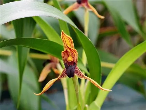 Maxillaria praestans (Maxillaria)