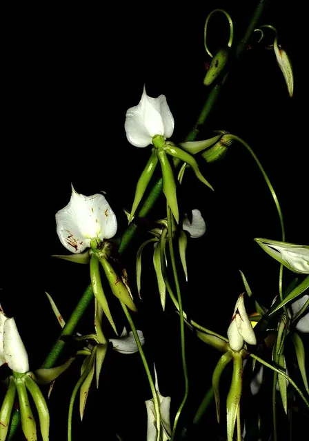 Angraecum comorense x sib