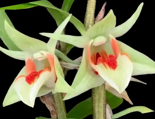 Dendrobium cruentum x sib