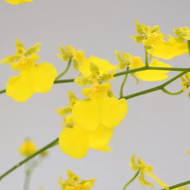 Oncidium Lemon Heart (Oncidium)