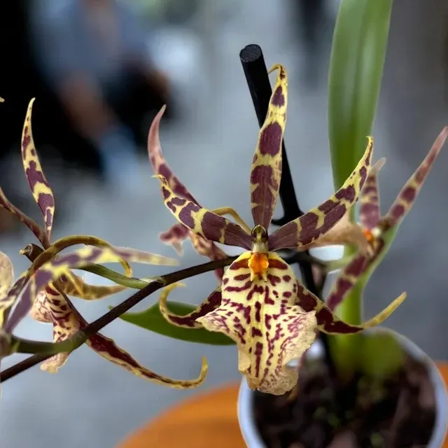 Oncidium Holm’s Wizard Var. #02 - Flori Intens Parfumate