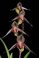 Paphiopedilum rothschildianum (‘Paradise City’ x ‘Dark Angel’) PP1933
