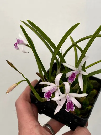 Laelia lundii 'Orchid Dynasty'