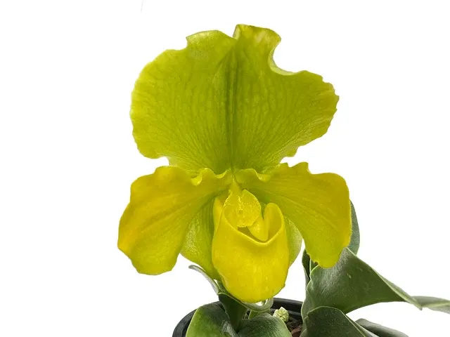Paphiopedilum Romilda Ang